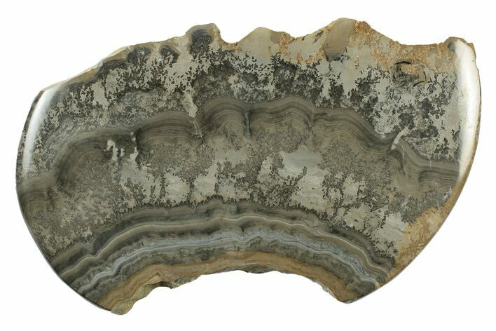 Triassic Aged Stromatolite Fossil - England #242040